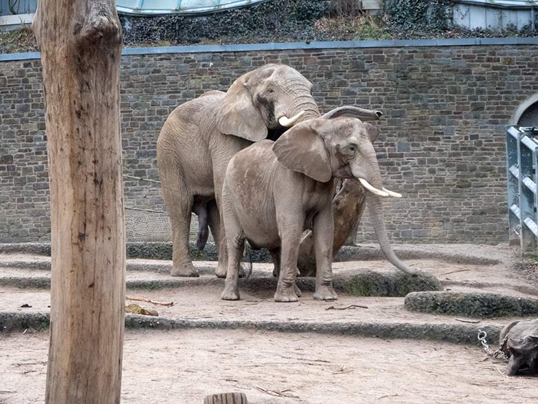 Die Afrikanische Elefanten-Kuh SWENI mit dem Elefanten-Bullen TOOTH am 17. Dezember 2019 auf der Außenanlage im Grünen Zoo Wuppertal