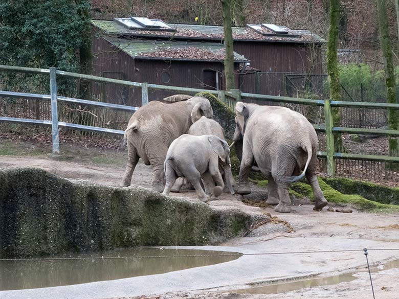 Die Afrikanischen Elefanten-Kühe SABIE (rechts) und TIKA (links) bedrängen das männliche Elefanten-Jungtier JOGI (in der Mitte zwischen Tika und Sabie) am 17. Dezember 2019 auf der Außenanlage im Zoologischen Garten Wuppertal, ganz vorn das Elefanten-Jungtier TUFFI