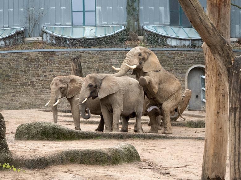 Paarung der Afrikanischen Elefanten-Kuh SABIE mit dem Elefanten-Bullen TOOTH am 17. Dezember 2019 auf der Außenanlage im Grünen Zoo Wuppertal