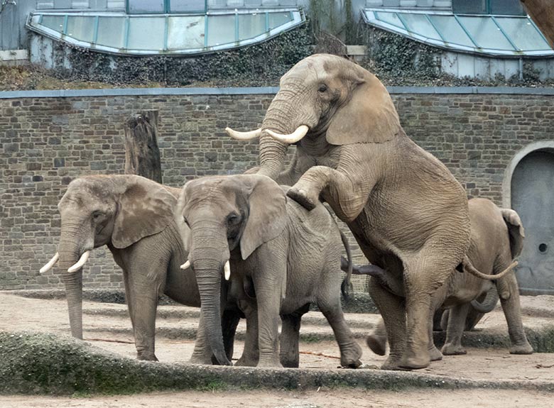 Paarung der Afrikanischen Elefanten-Kuh SABIE mit dem Elefanten-Bullen TOOTH am 17. Dezember 2019 auf der Außenanlage im Zoo Wuppertal
