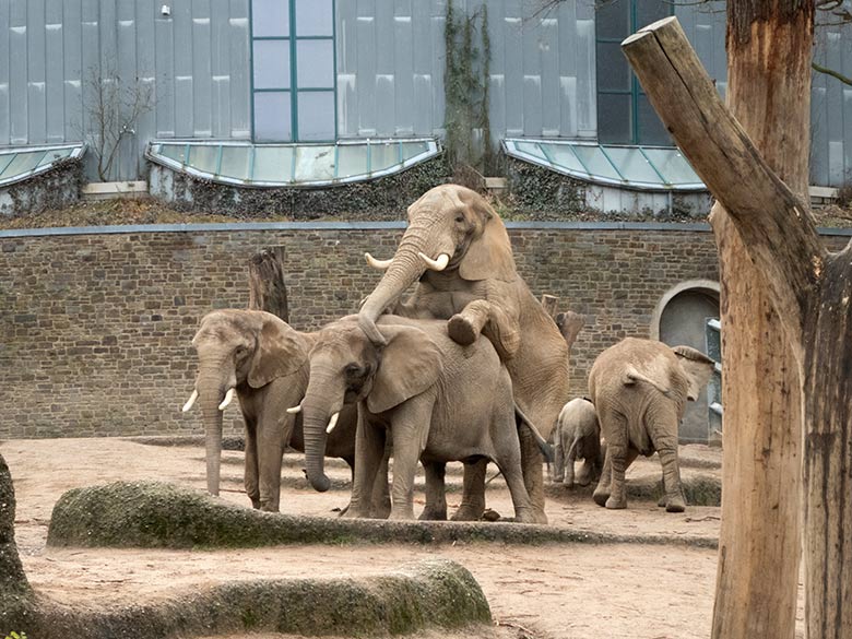 Paarung der Afrikanischen Elefanten-Kuh SABIE mit dem Elefanten-Bullen TOOTH am 17. Dezember 2019 auf der Außenanlage im Zoologischen Garten Wuppertal