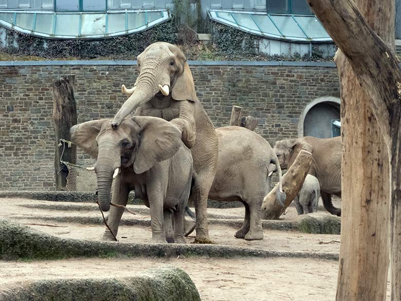 Paarung der Afrikanischen Elefanten-Kuh SABIE mit dem Elefanten-Bullen TOOTH am 17. Dezember 2019 auf der Außenanlage im Zoologischen Garten der Stadt Wuppertal