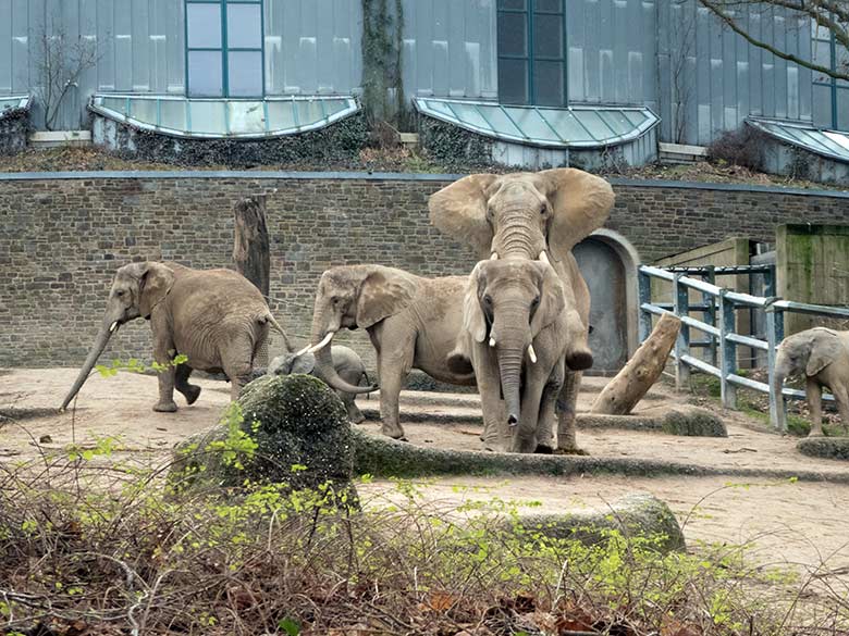 Paarung der Afrikanischen Elefanten-Kuh SABIE mit dem Elefanten-Bullen TOOTH am 17. Dezember 2019 auf der Außenanlage im Wuppertaler Zoo