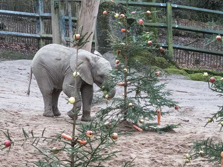 Afrikanisches Elefanten-Jungtier TUFFI am 20. Dezember 2019 beim Elefantenschmaus auf der Außenanlage im Grünen Zoo Wuppertal