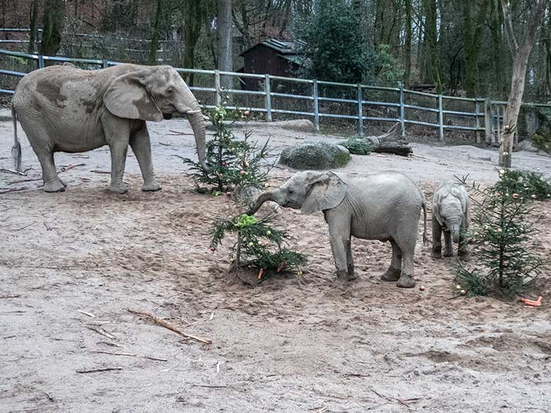 Afrikanische Elefanten-Kuh SABIE mit den Jungtieren TUFFI und GUS am 20. Dezember 2019 beim Elefantenschmaus auf der Außenanlage im Zoo Wuppertal