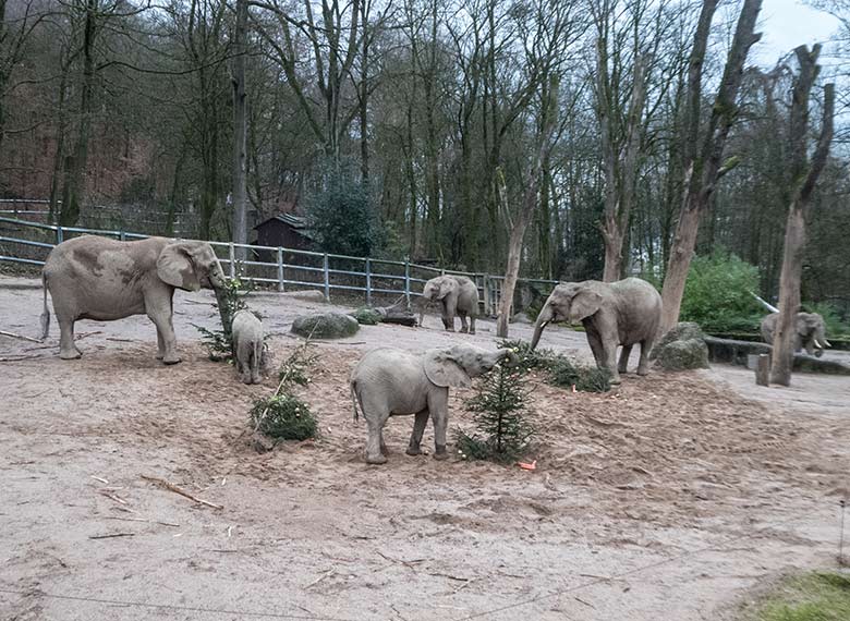 Afrikanische Elefanten SABIE, GUS, TUFFI, JOGI (hinten), TIKA und SWENI am 20. Dezember 2019 beim Elefantenschmaus auf der Außenanlage im Wuppertaler Zoo