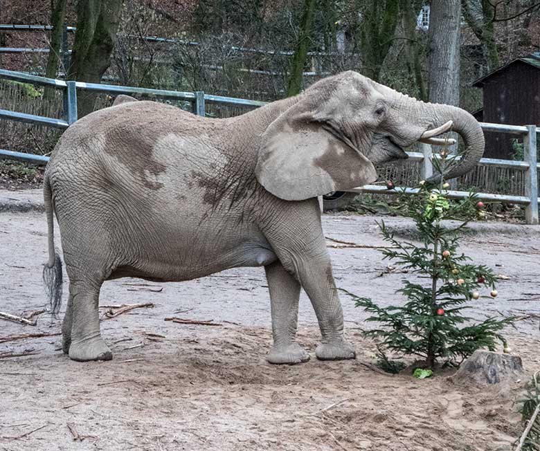 Afrikanische Elefanten-Kuh SABIE am 20. Dezember 2019 beim Elefantenschmaus auf der Außenanlage im Zoologischen Garten der Stadt Wuppertal