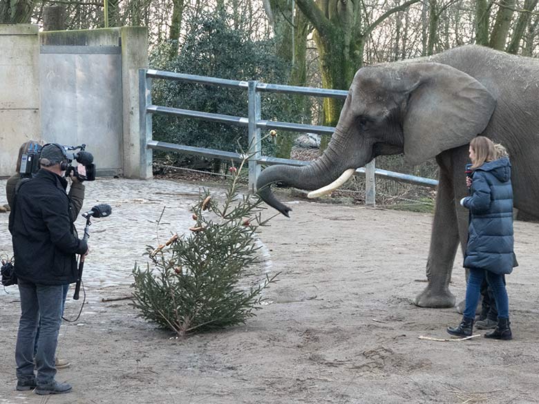 Afrikanisches Elefanten-Weibchen SWENI am 6. Januar 2020 auf der Außenanlage am Elefanten-Haus im Zoo Wuppertal