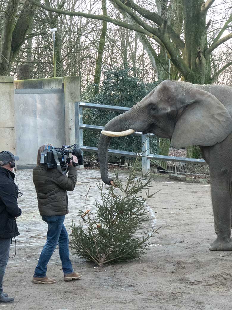 Afrikanische Elefantin SWENI am 6. Januar 2020 auf der Außenanlage am Elefanten-Haus im Zoologischen Garten Wuppertal