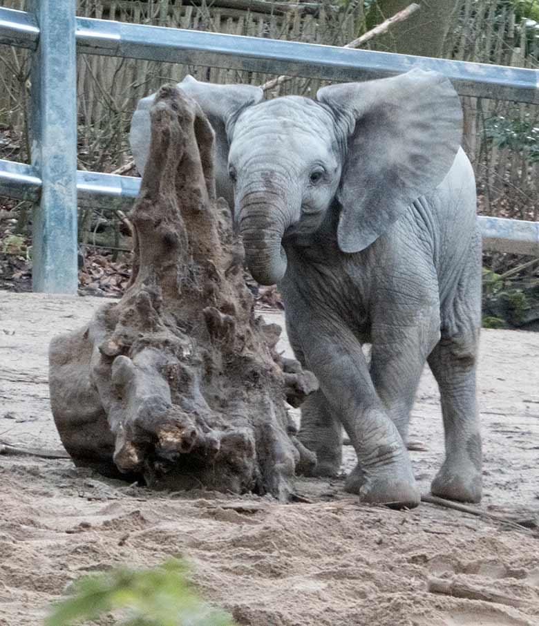 Afrikanisches Elefanten-Jungtier GUS am 13. Januar 2020 auf der Außenanlage im Grünen Zoo Wuppertal