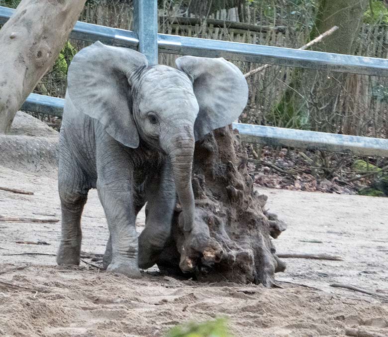 Afrikanisches Elefanten-Jungtier GUS am 13. Januar 2020 auf der Außenanlage im Zoologischen Garten Wuppertal
