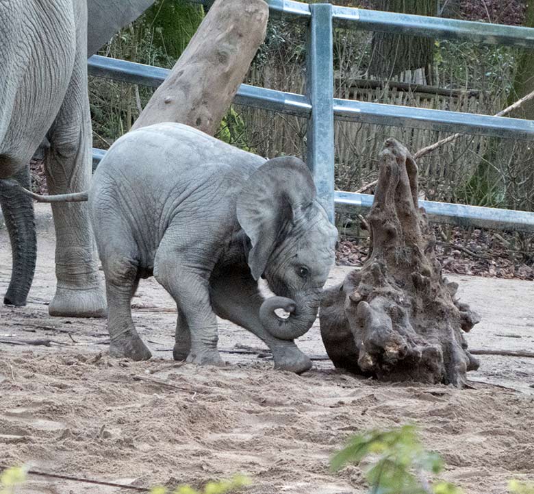 Afrikanisches Elefanten-Jungtier GUS am 13. Januar 2020 auf der Außenanlage im Zoo Wuppertal