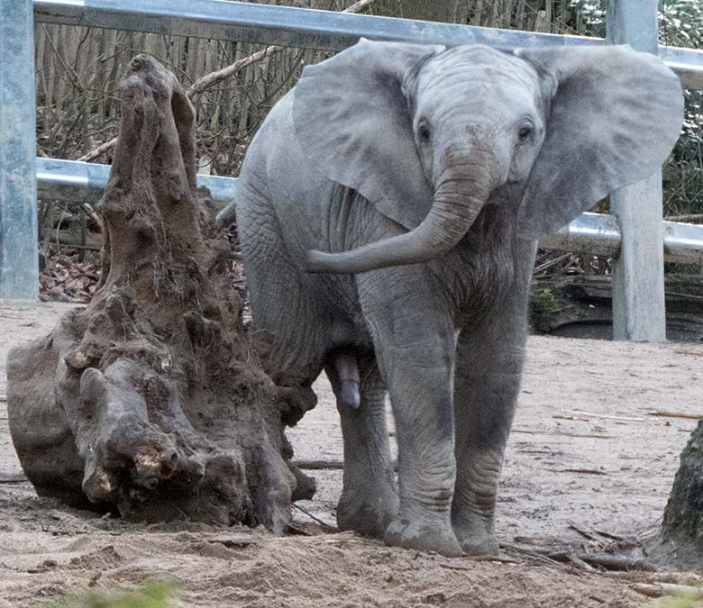 Afrikanisches Elefanten-Jungtier GUS am 13. Januar 2020 auf der Außenanlage im Wuppertaler Zoo