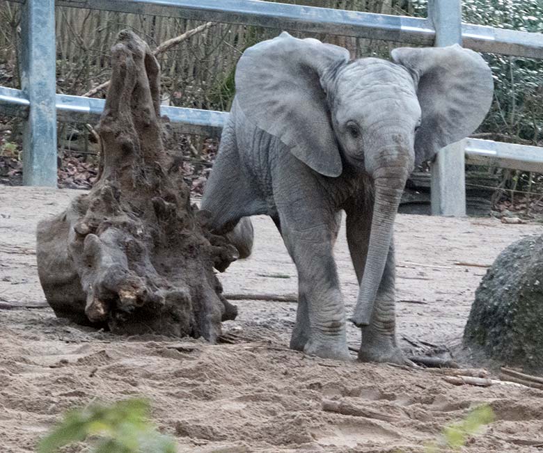 Afrikanisches Elefanten-Jungtier GUS am 13. Januar 2020 auf der Außenanlage im Grünen Zoo Wuppertal