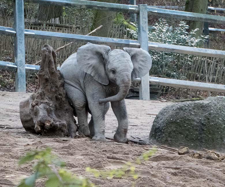 Afrikanisches Elefanten-Jungtier GUS am 13. Januar 2020 auf der Außenanlage im Zoologischen Garten der Stadt Wuppertal