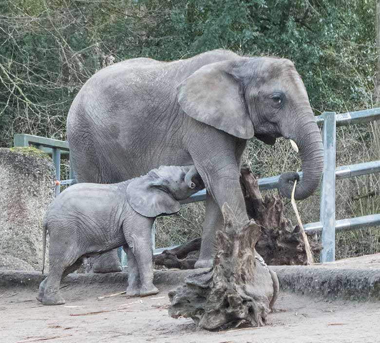 Afrikanisches Elefanten-Jungtier GUS mit Elefanten-Schwester TIKA am 16. Januar 2020 im Grünen Zoo Wuppertal