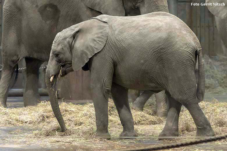 Afrikanisches Elefanten-Jungtier TUFFI am 17. Januar 2020 im Elefanten-Haus im Grünen Zoo Wuppertal (Foto Gerrit Nitsch)