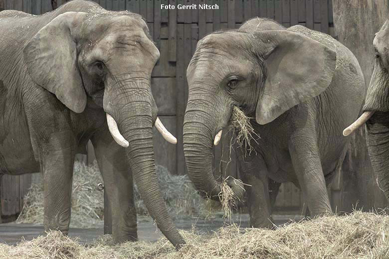 Afrikanische Elefanten-Kühe SWENI, TIKA und SABIE am 17. Januar 2020 im Elefanten-Haus im Wuppertaler Zoo (Foto Gerrit Nitsch)