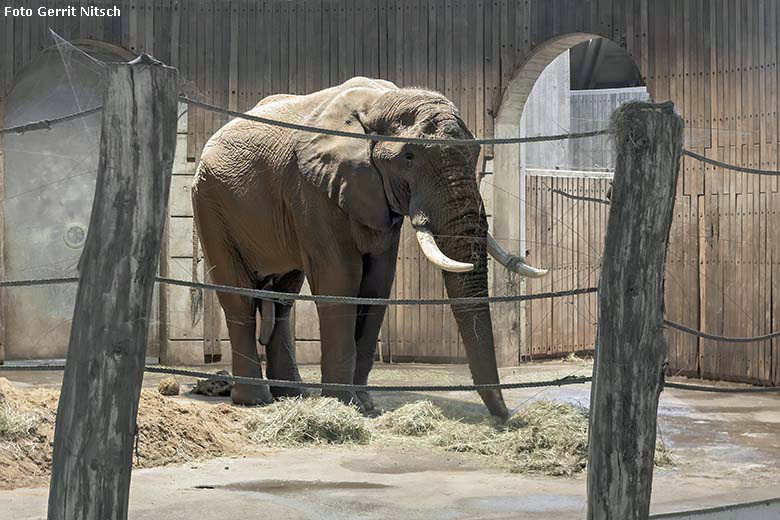 Afrikanischer Elefanten-Bulle TOOTH am 17. Januar 2020 im Elefanten-Haus im Zoo Wuppertal (Foto Gerrit Nitsch)