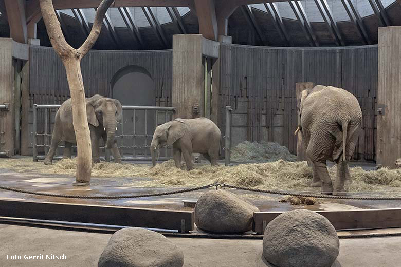 Afrikanische Elefanten TIKA, TUFFI und SABIE am 17. Januar 2020 im Elefanten-Haus im Grünen Zoo Wuppertal (Foto Gerrit Nitsch)
