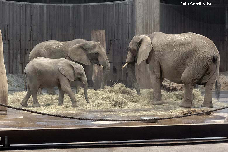 Afrikanische Elefanten TUFFI, TIKA und SABIE am 17. Januar 2020 im Elefanten-Haus im Zoologischen Garten Wuppertal (Foto Gerrit Nitsch)