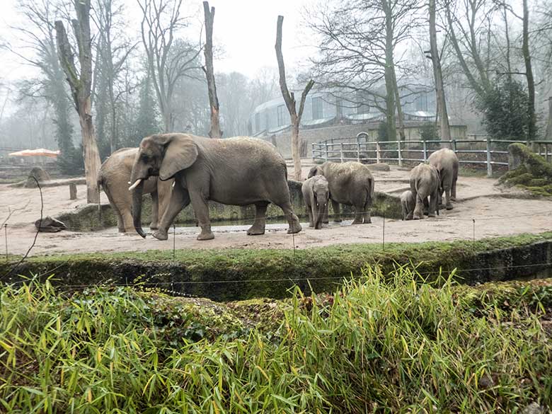 Afrikanische Elefanten-Herde am 22. Januar 2020 n der Wasserstelle der Außenanlage im Zoologischen Garten Wuppertal