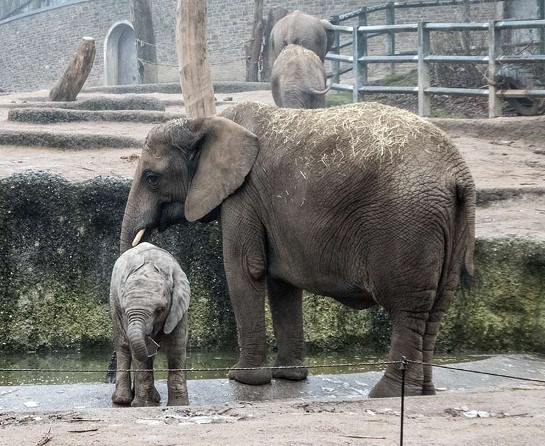 Afrikanisches Elefanten-Jungtier GUS mit Elefanten-Mutter SABIE am 22. Januar 2020 an der Wasserstelle der Außenanlage im Grünen Zoo Wuppertal