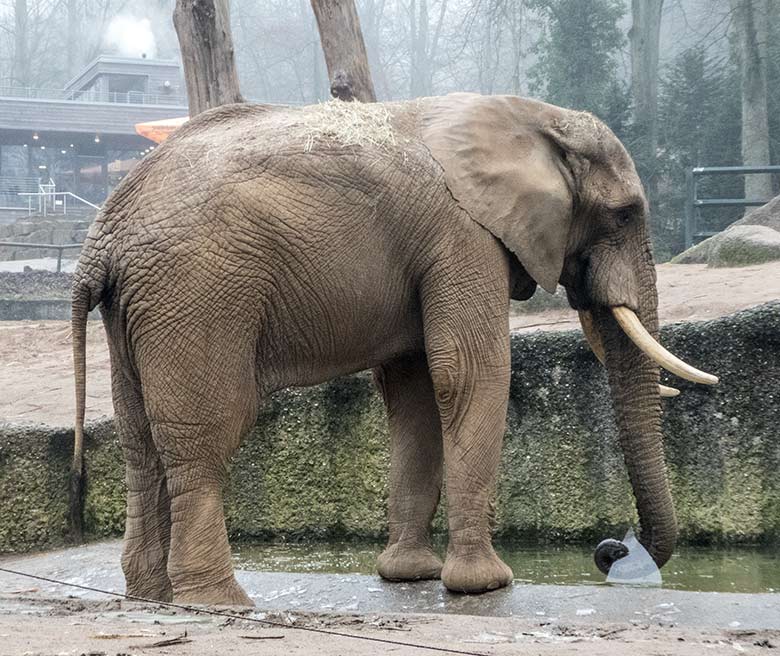 Afrikanischer Elefanten-Bulle TOOTH am 22. Januar 2020 an der Wasserstelle der Außenanlage im Zoo Wuppertal