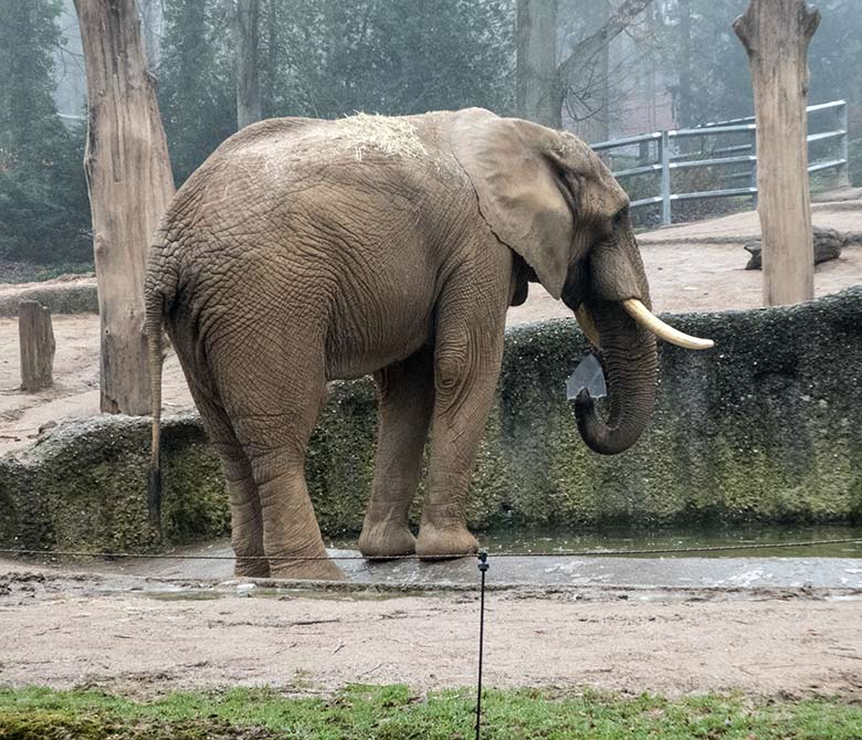 Afrikanischer Elefanten-Bulle TOOTH am 22. Januar 2020 an der Wasserstelle der Außenanlage im Wuppertaler Zoo