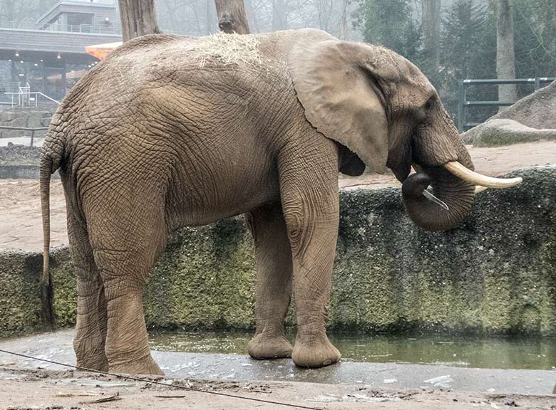 Afrikanischer Elefanten-Bulle TOOTH am 22. Januar 2020 an der Wasserstelle der Außenanlage im Zoologischen Garten der Stadt Wuppertal