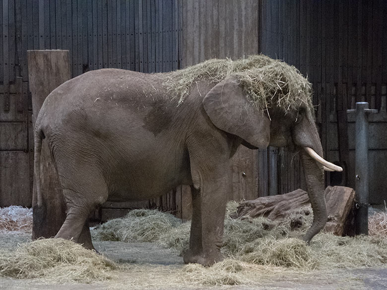 Tragendes Afrikanisches Elefanten-Weibchen SWENI im Elefanten-Haus im Grünen Zoo Wuppertal