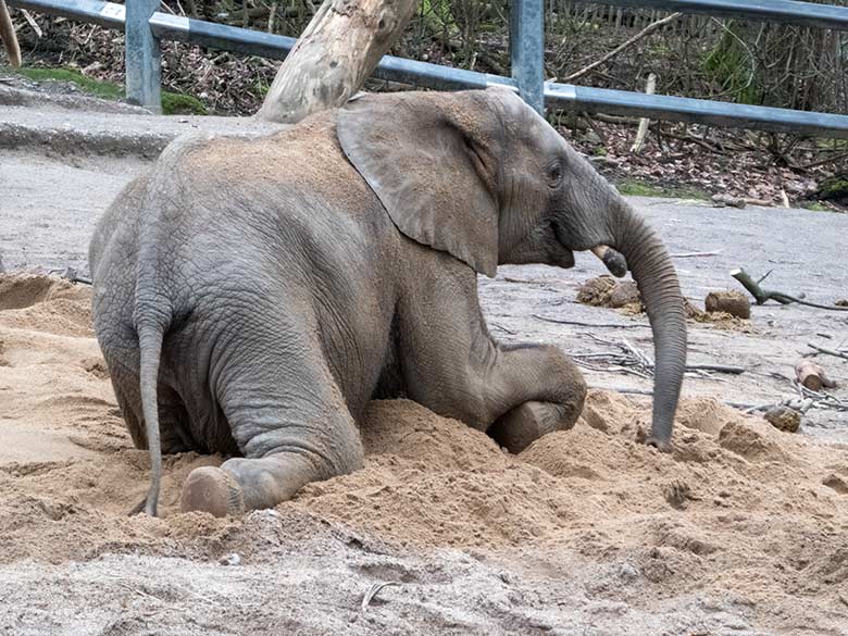 Afrikanisches Elefanten-Jungtier JOGI am 2. März 2020 im Sand auf der Außenanlage im Grünen Zoo Wuppertal