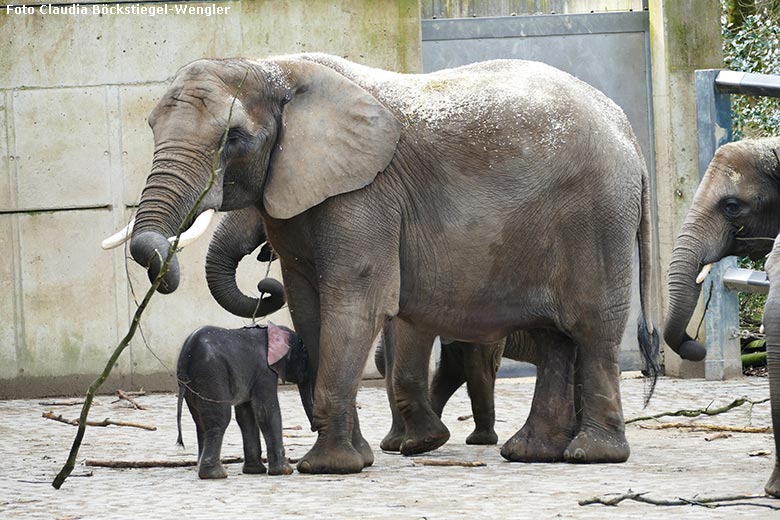 Afrikanisches Elefanten-Jungtier TSAVO am 7. März 2020 auf der Außenanlage am Elefanten-Haus im Zoo Wuppertal (Foto Claudia Böckstiegel-Wengler)