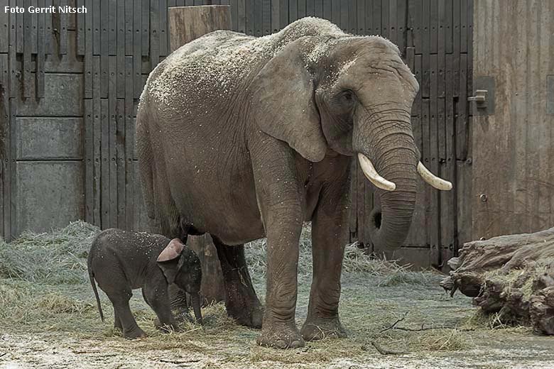 Afrikanisches Elefanten-Jungtier TSAVO mit seiner Elefanten-Mutter SWENI am 7. März 2020 im Elefanten-Haus im Zoologischen Garten Wuppertal (Foto Gerrit Nitsch)