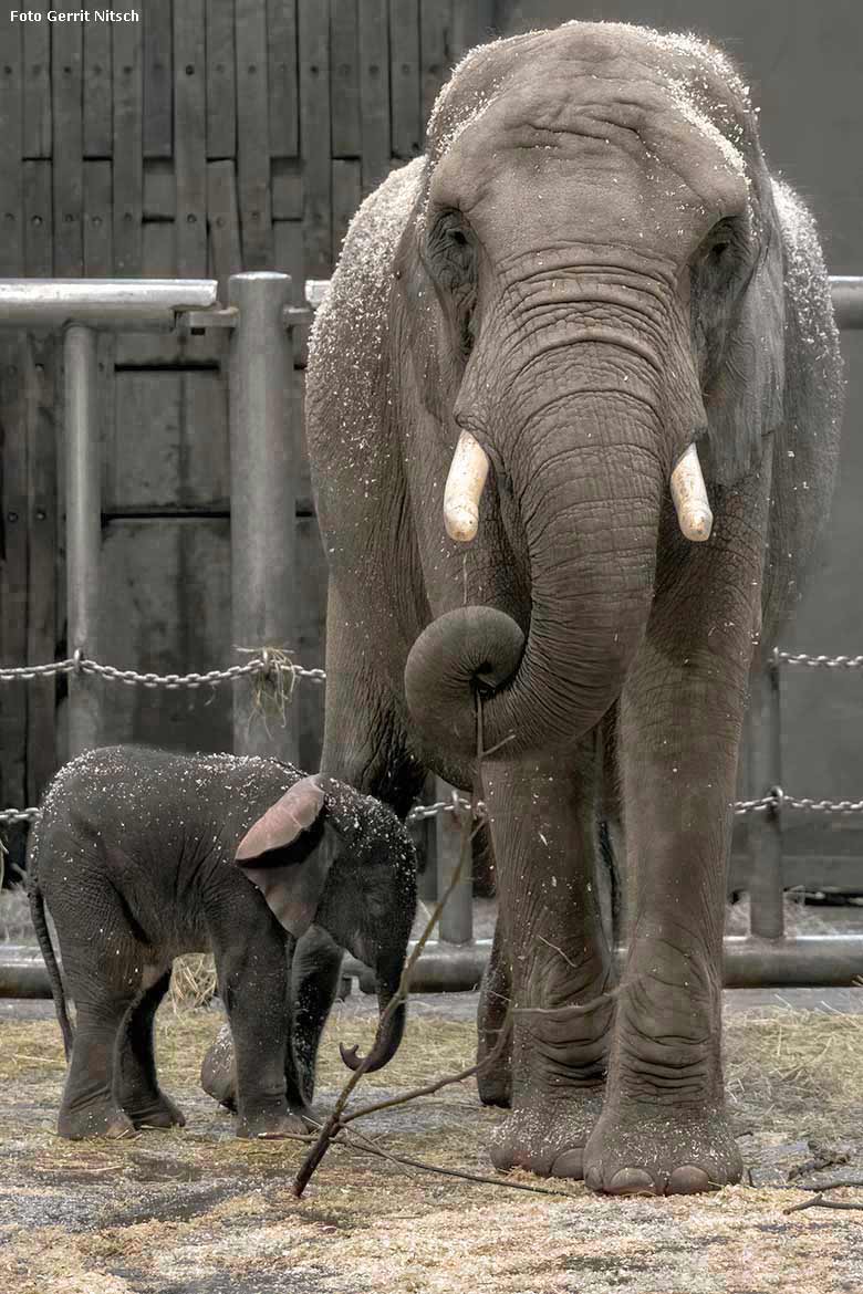 Afrikanisches Elefanten-Jungtier TSAVO mit seiner Elefanten-Mutter SWENI am 7. März 2020 im Elefanten-Haus im Grünen Zoo Wuppertal (Foto Gerrit Nitsch)