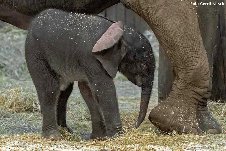 Afrikanisches Elefanten-Jungtier TSAVO am 7. März 2020 im Elefanten-Haus im Wuppertaler Zoo (Foto Gerrit Nitsch)