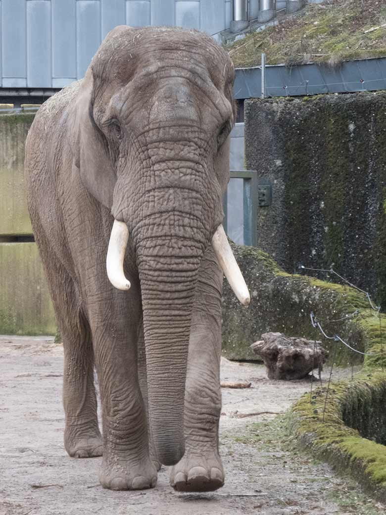 Afrikanischer Elefanten-Bulle TOOTH am 7. März 2020 auf der Bullen-Außenanlage am Elefanten-Haus im Zoologischen Garten Wuppertal