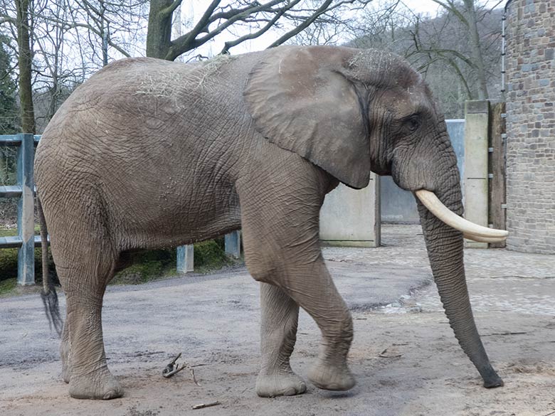 Afrikanischer Elefanten-Bulle TOOTH am 7. März 2020 auf der Bullen-Außenanlage am Elefanten-Haus im Wuppertaler Zoo