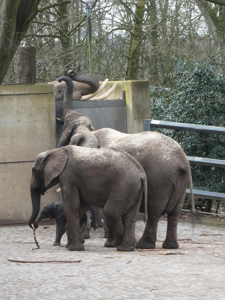 Afrikanischer Elefanten-Bulle TOOTH am 7. März 2020 hinter der Absperrung der Bullen-Außenanlage zur Großen Außenanlage am Elefanten-Haus im Zoo Wuppertal