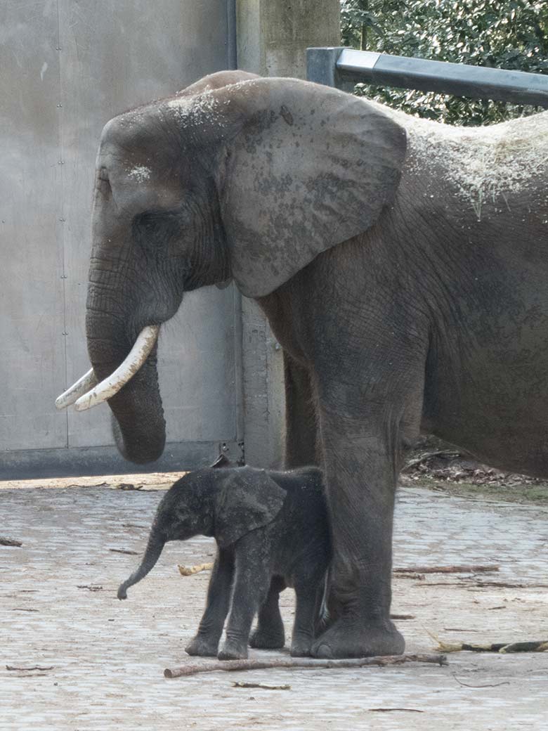 Afrikanisches Elefanten-Jungtier TSAVO mit seiner Elefanten-Mutter SWENI am 7. März 2020 auf der Außenanlage am Elefanten-Haus im Grünen Zoo Wuppertal