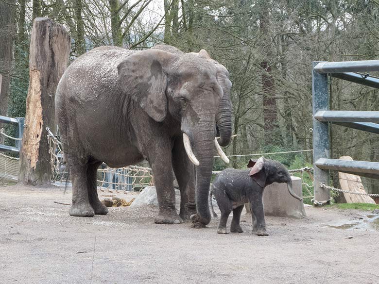 Afrikanisches Elefanten-Jungtier TSAVO mit seiner Elefanten-Mutter SWENI am 7. März 2020 auf der Außenanlage am Elefanten-Haus im Zoo Wuppertal