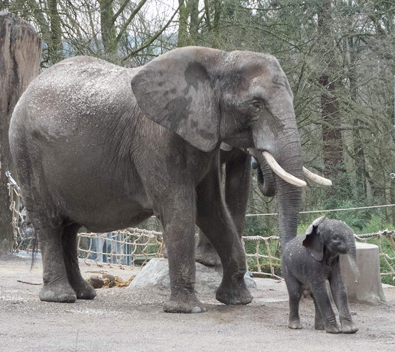 Afrikanisches Elefanten-Jungtier TSAVO mit seiner Elefanten-Mutter SWENI am 7. März 2020 auf der Außenanlage am Elefanten-Haus im Wuppertaler Zoo