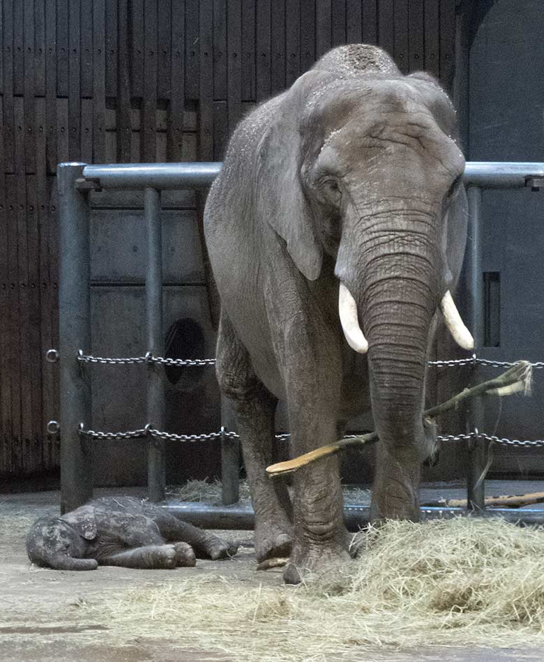 Erschöpft schlafendes AAfrikanisches Elefanten-Jungtier TSAVO mit seiner Elefanten-Mutter SWENI am 7. März 2020 im Elefanten-Haus im Zoologischen Garten Wuppertal