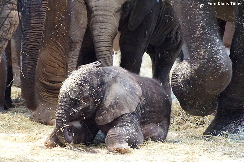 Afrikanisches Elefanten-Jungtier TSAVO am 8. März 2020 im Elefanten-Haus im Zoologischen Garten Wuppertal (Foto Klaus Tüller)