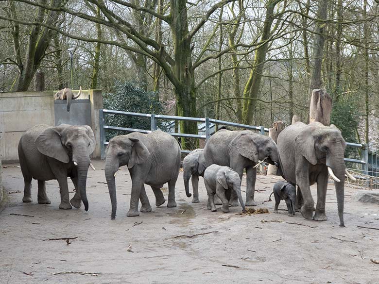 Die derzeit acht Afrikanischen Elefanten am 9. März 2020 auf der Außenanlage im Wuppertaler Zoo