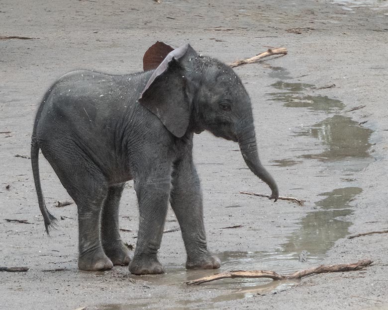 Afrikanisches Elefanten-Kalb TSAVO am 13. März 2020 auf der Außenanlage im Wuppertaler Zoo