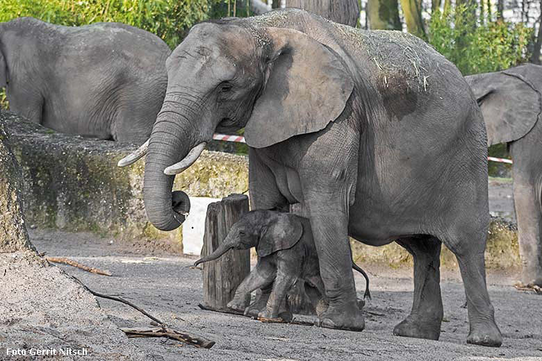 Afrikanisches Elefanten-Jungtier TSAVO mit seiner Mutter SWENI am 14. März 2020 auf der Außenanlage im Zoologischen Garten der Stadt Wuppertal (Foto Gerrit Nitsch)