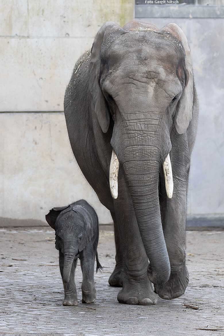 Afrikanisches Elefanten-Jungtier TSAVO mit seiner Mutter SWENI am 14. März 2020 auf der Außenanlage im Zoo Wuppertal (Foto Gerrit Nitsch)