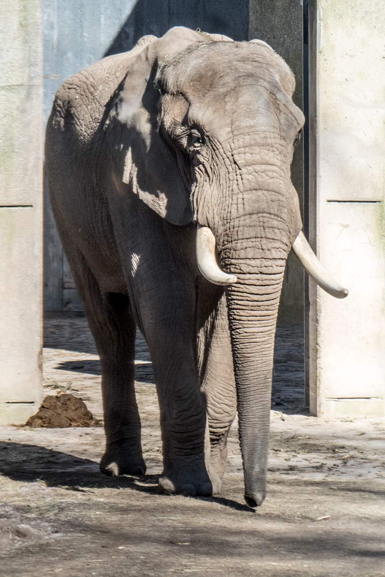 Blick vom Boettingerweg auf den Afrikanischen Elefanten-Bullen TOOTH am 22. März 2020 auf der Bullen-Außenanlage am Elefanten-Haus im Wuppertaler Zoo