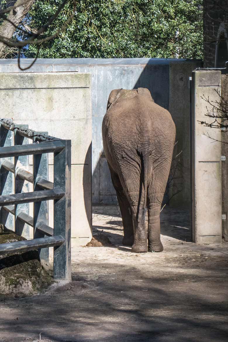 Blick vom Boettingerweg auf den Afrikanischen Elefanten-Bullen TOOTH am 22. März 2020 auf der Bullen-Außenanlage am Elefanten-Haus im Grünen Zoo Wuppertal